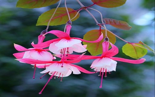 Fuchsia flower wallpaper  from Chrome web store to be run with OffiDocs Chromium online