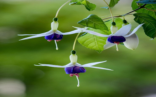 Fuchsia wallpaper from Chrome web store to be run with OffiDocs Chromium online Fuchsia wallpaper from Chrome web store to be run with OffiDocs Chromium online