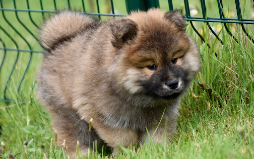 Furry dog  from Chrome web store to be run with OffiDocs Chromium online