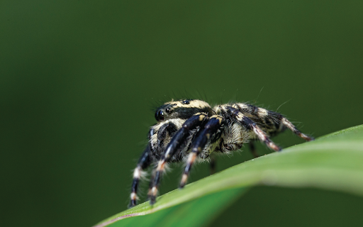 Fuzzy Spider On Leaf  from Chrome web store to be run with OffiDocs Chromium online