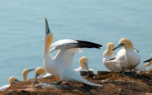 Gannets on the Cliffside  from Chrome web store to be run with OffiDocs Chromium online