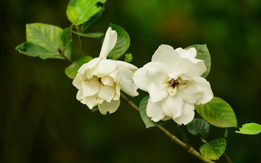 Gardenia Flowers Bloom  from Chrome web store to be run with OffiDocs Chromium online