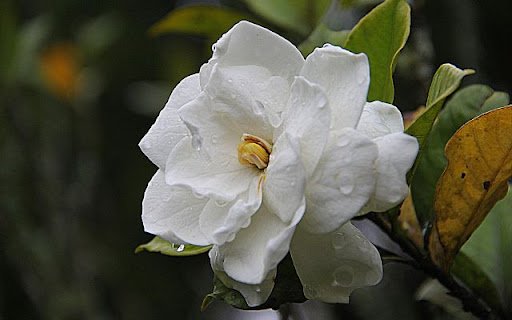 Gardenia jasminoides – The Essence of Purity and Elegance  from Chrome web store to be run with OffiDocs Chromium online