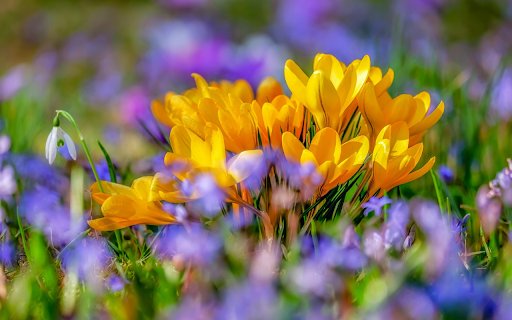 Gardens  from Chrome web store to be run with OffiDocs Chromium online
