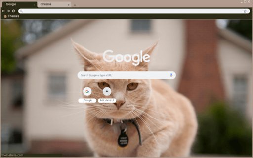 Gatinho from Chrome web store to be run with OffiDocs Chromium online Gatinho from Chrome web store to be run with OffiDocs Chromium online