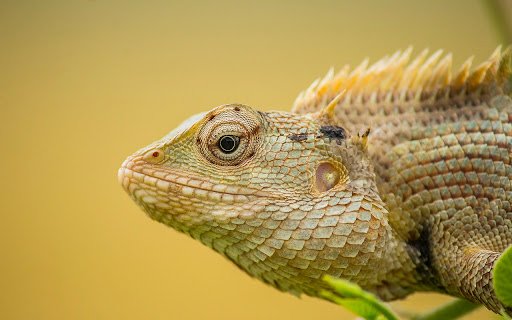 Gecko Theme  from Chrome web store to be run with OffiDocs Chromium online