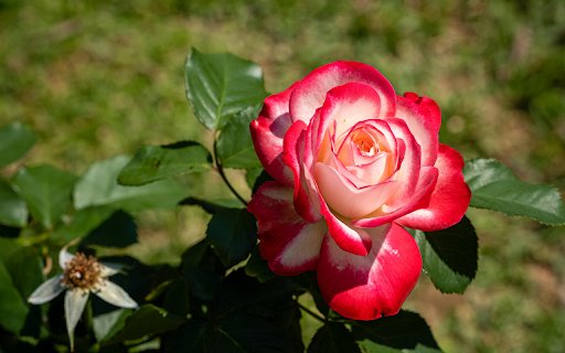 Gentle white and red rose  from Chrome web store to be run with OffiDocs Chromium online