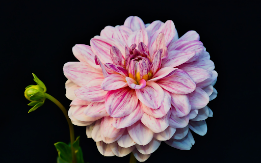 Gerbera  from Chrome web store to be run with OffiDocs Chromium online