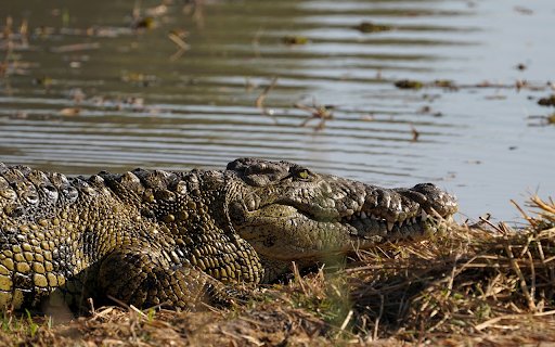 Giant crocodile  from Chrome web store to be run with OffiDocs Chromium online
