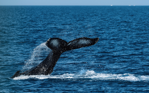 Giant fish tail  from Chrome web store to be run with OffiDocs Chromium online