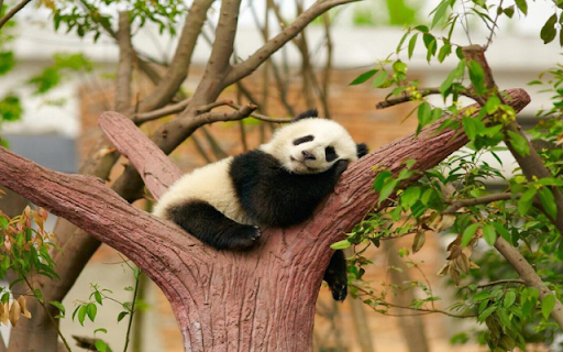 Giant Panda: The Adorable Bamboo Lover from Chrome web store to be run with OffiDocs Chromium online Giant Panda: The Adorable Bamboo Lover from Chrome web store to be run with OffiDocs Chromium online