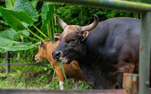 Giant Wild Buffalo  from Chrome web store to be run with OffiDocs Chromium online