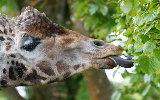 Giraffe and long tongue  from Chrome web store to be run with OffiDocs Chromium online