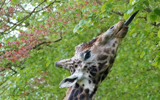 Giraffe and young branches from Chrome web store to be run with OffiDocs Chromium online Giraffe and young branches from Chrome web store to be run with OffiDocs Chromium online
