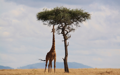 Giraffe eats leaves  from Chrome web store to be run with OffiDocs Chromium online