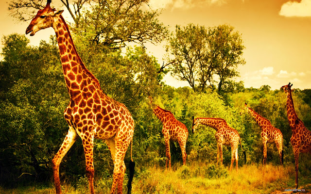 Mga giraffe mula sa Chrome web store na tatakbo sa OffiDocs Chromium online