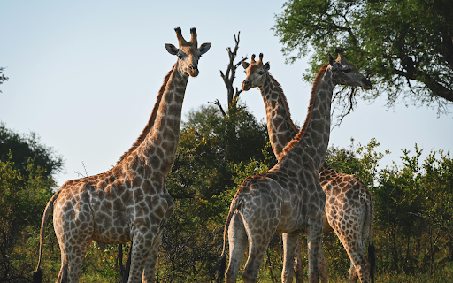 Giraffes in Nature  from Chrome web store to be run with OffiDocs Chromium online