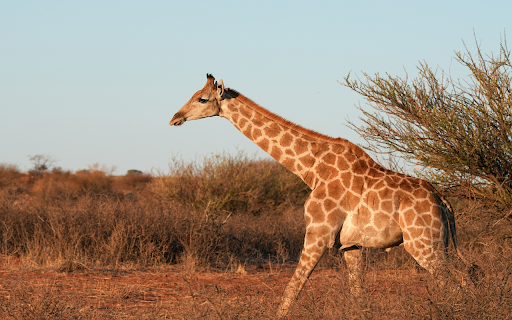 giraffe theme  from Chrome web store to be run with OffiDocs Chromium online