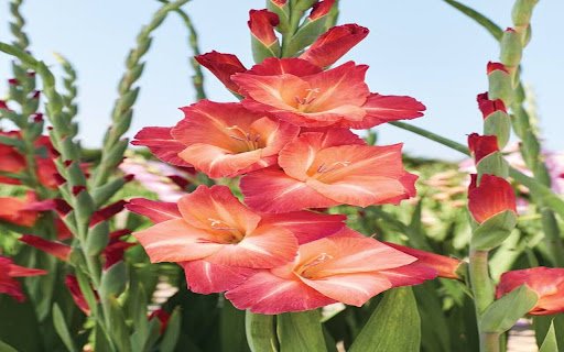 gladiolus wallpaper  from Chrome web store to be run with OffiDocs Chromium online