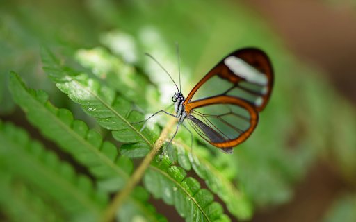 Glasswing Butterfly Serenity  from Chrome web store to be run with OffiDocs Chromium online