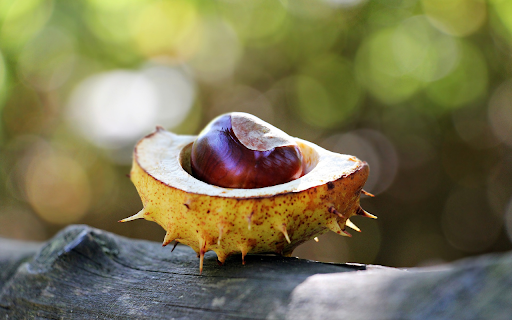 glossy seed spiny shell  from Chrome web store to be run with OffiDocs Chromium online