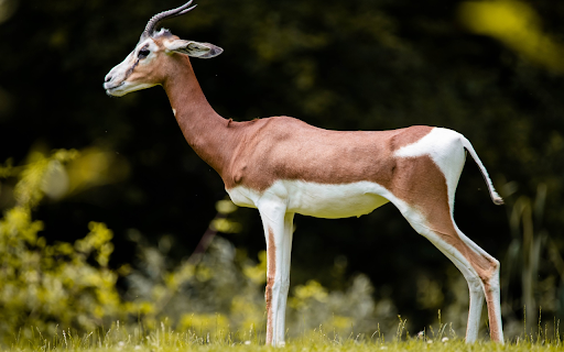Goat  from Chrome web store to be run with OffiDocs Chromium online