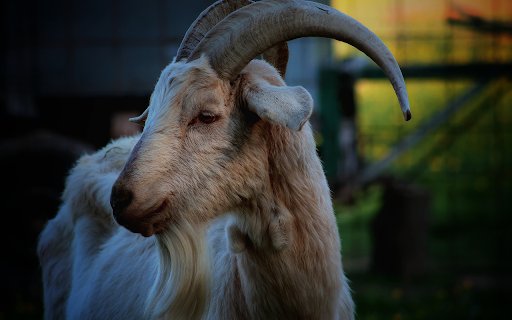 Goat and long beard  from Chrome web store to be run with OffiDocs Chromium online