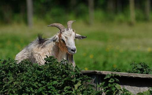 Goat and tree  from Chrome web store to be run with OffiDocs Chromium online