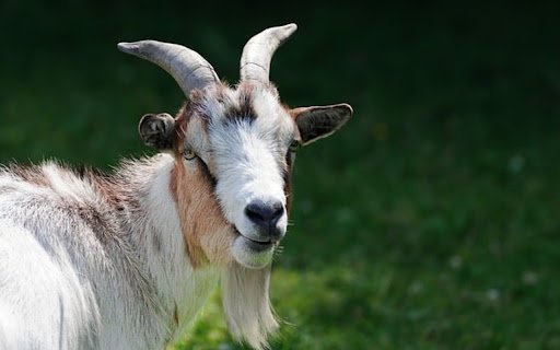GOAT THEME  from Chrome web store to be run with OffiDocs Chromium online