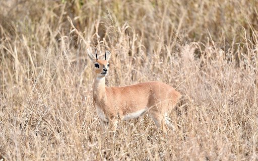 Golden Antelope  from Chrome web store to be run with OffiDocs Chromium online