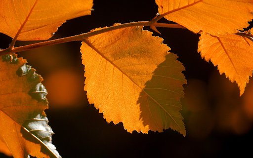 Golden autumn sunshine  from Chrome web store to be run with OffiDocs Chromium online
