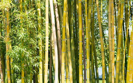 Chrome 网上应用店的 Golden Bamboo Forest 将与 OffiDocs Chromium 在线运行