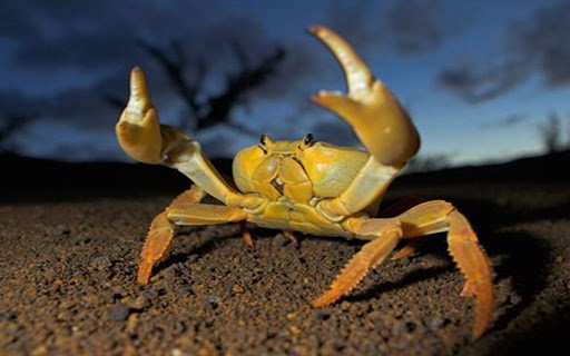 golden crab wallpaper  from Chrome web store to be run with OffiDocs Chromium online