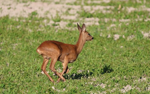 Golden Deer on Grass Field  from Chrome web store to be run with OffiDocs Chromium online