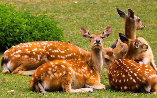 Golden deer take a lunch break from Chrome web store to be run with OffiDocs Chromium online Golden deer take a lunch break from Chrome web store to be run with OffiDocs Chromium online