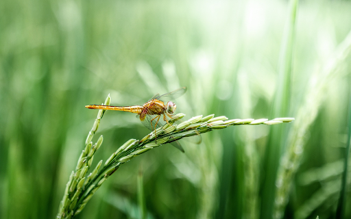 Golden dragonfly  from Chrome web store to be run with OffiDocs Chromium online