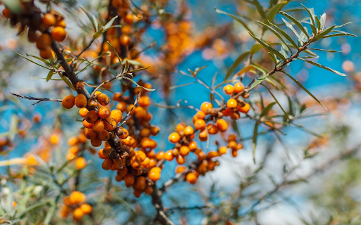 Golden fruit tree branches  from Chrome web store to be run with OffiDocs Chromium online