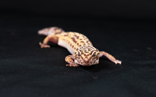 Golden gecko with brown spots  from Chrome web store to be run with OffiDocs Chromium online