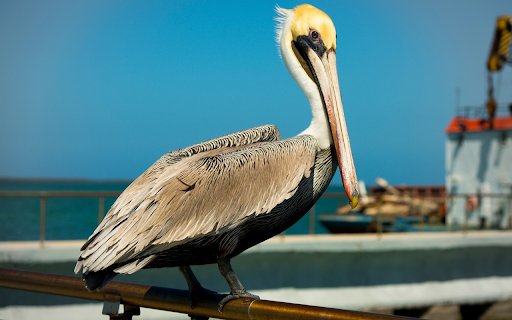 Golden headed Pelican  from Chrome web store to be run with OffiDocs Chromium online