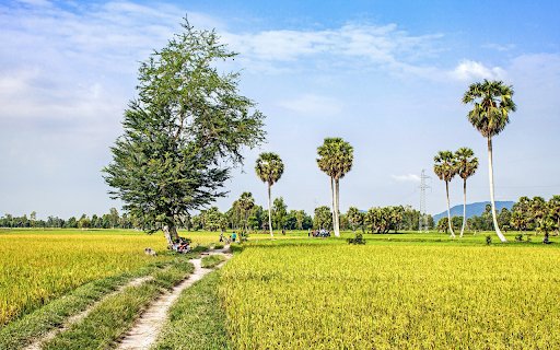 Golden rice fields  from Chrome web store to be run with OffiDocs Chromium online