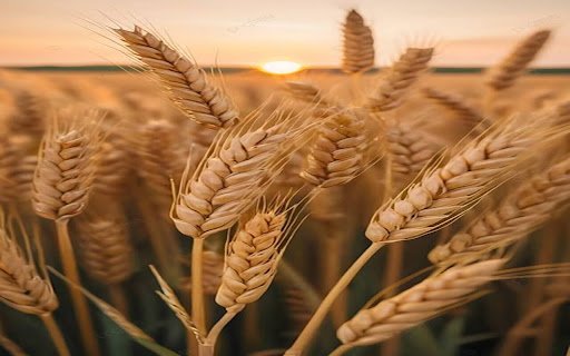 golden rice field wallpaper  from Chrome web store to be run with OffiDocs Chromium online