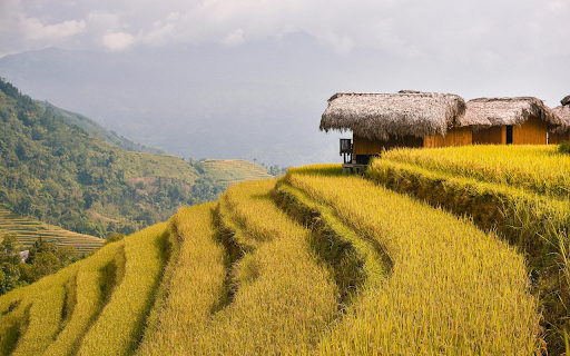 Golden Rice Terraces  from Chrome web store to be run with OffiDocs Chromium online