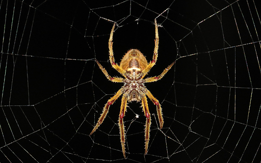 Golden spider  from Chrome web store to be run with OffiDocs Chromium online