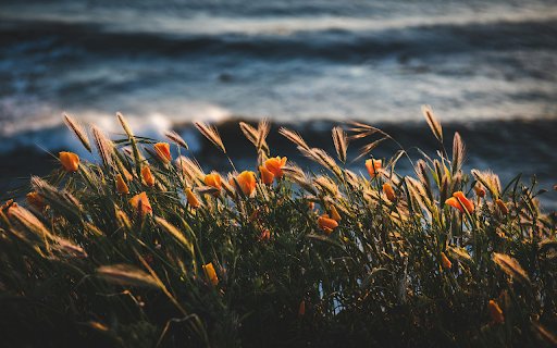 Golden Sunset Blooms from Chrome web store to be run with OffiDocs Chromium online Golden Sunset Blooms from Chrome web store to be run with OffiDocs Chromium online