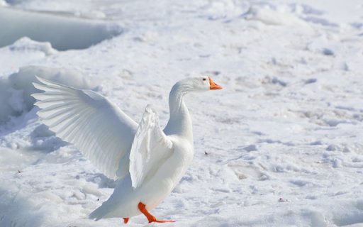 Goose  from Chrome web store to be run with OffiDocs Chromium online
