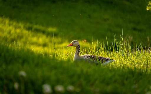 Goose  from Chrome web store to be run with OffiDocs Chromium online