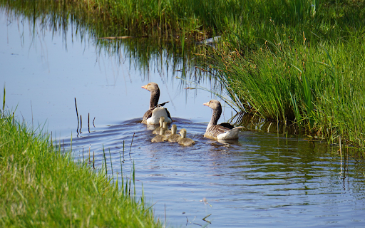 Goose family  from Chrome web store to be run with OffiDocs Chromium online