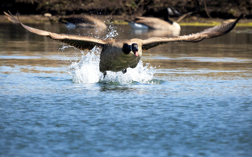 Goose Flying Over the Lake  from Chrome web store to be run with OffiDocs Chromium online