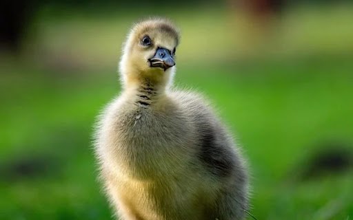 GOOSE KID Theme  from Chrome web store to be run with OffiDocs Chromium online