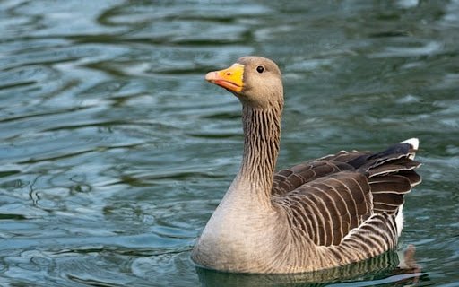 GOOSES Theme  from Chrome web store to be run with OffiDocs Chromium online